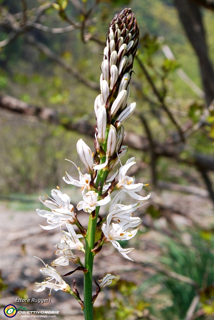 36 - Asphodelus, il fiore degli inferi (Fam. Liliacee).JPG